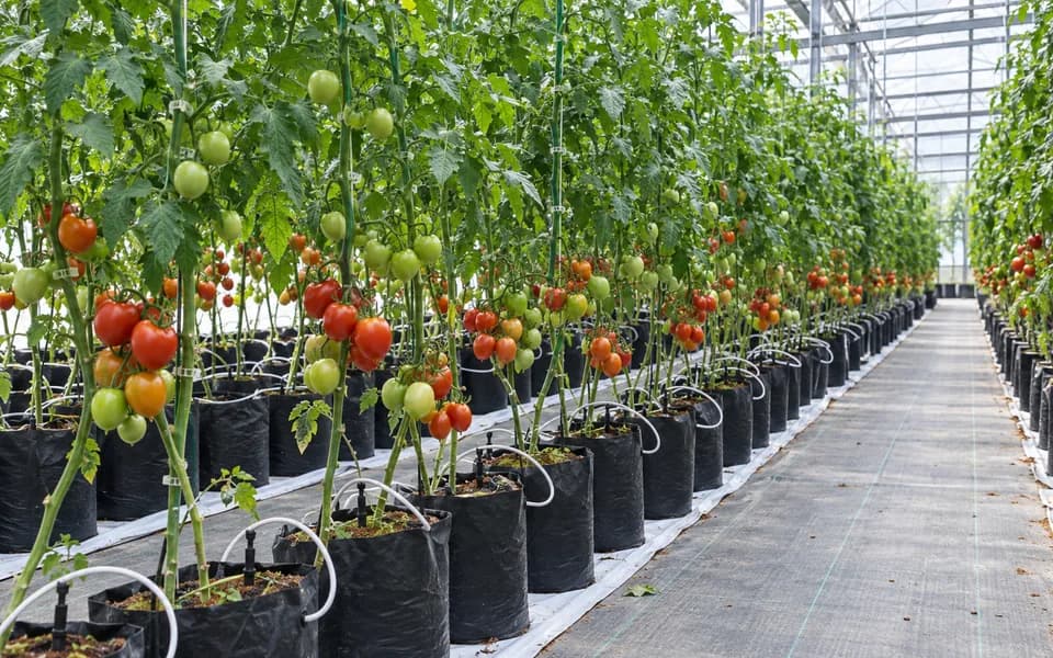 Greenhouse growing rows with tubing and drip irrigation components