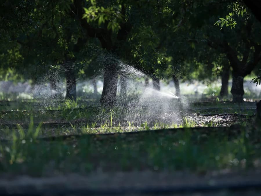 Orchards & fruit trees